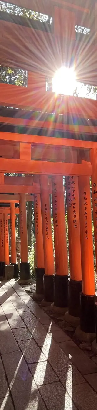Frühmorgens durch die Torii des Fushimi Inari laufen.